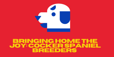cocker spaniel breeders victoria